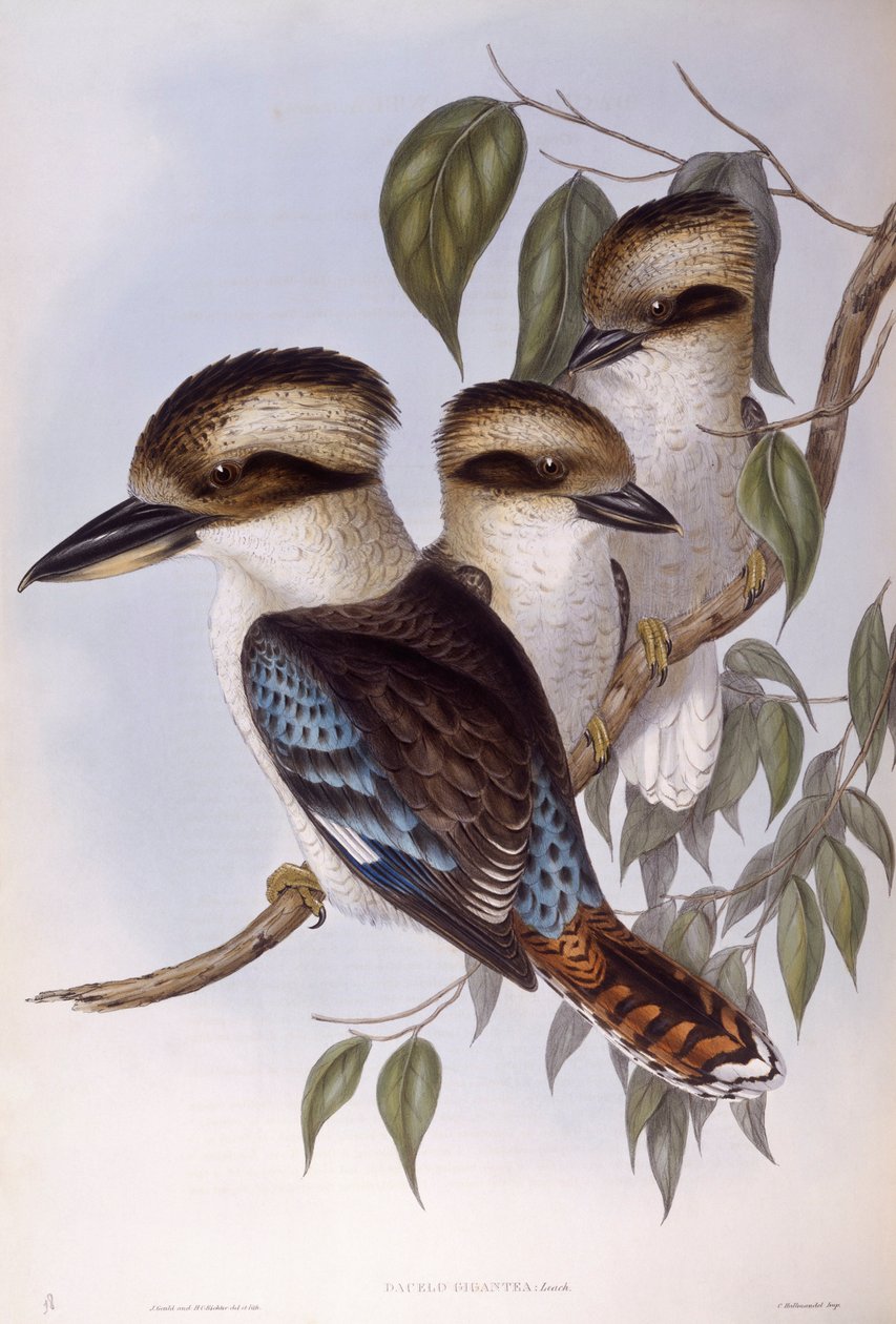 كوكابورا يضحك (Dacelo novaeguineae) ، نقش بواسطة جون جولد بواسطة جون جولد