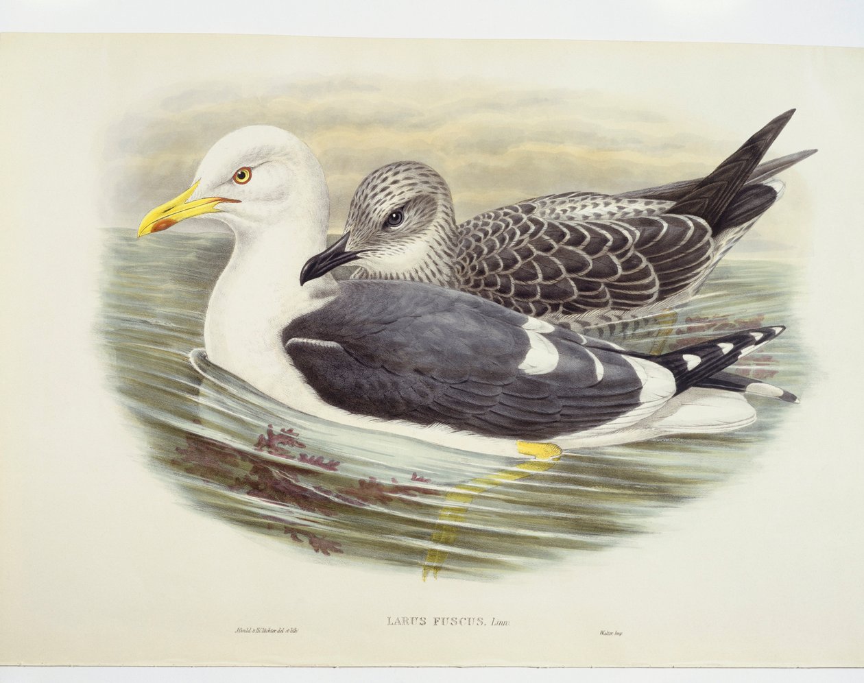 نورس صغير أسود الظهر (Larus fuscus) ، رسم توضيحي بواسطة جون جولد