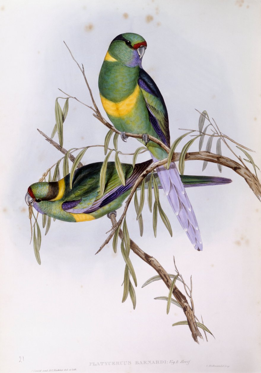 Mallee ringneck (Platycercus أو Barnardius barnardi) ، نقش بواسطة John Gould بواسطة جون جولد