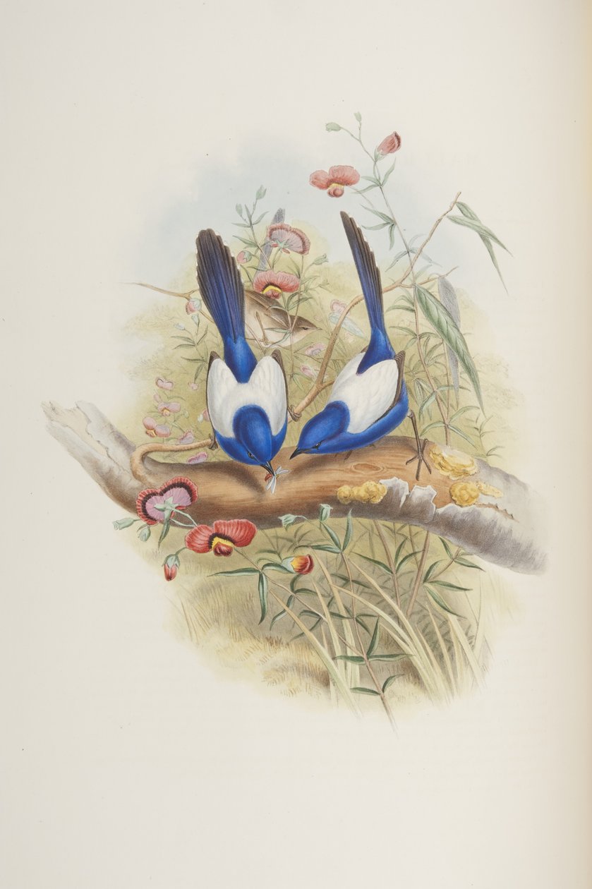 Malurus leuconotus ، من "طيور أستراليا" لجون جولد ، 1840 بواسطة جون جولد