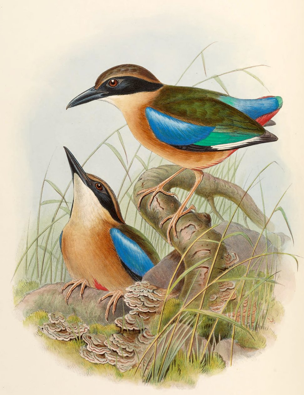 Mangrove Pitta (Blue-winged pitta) Pitta megarhyncha Schlegel بواسطة جون جولد