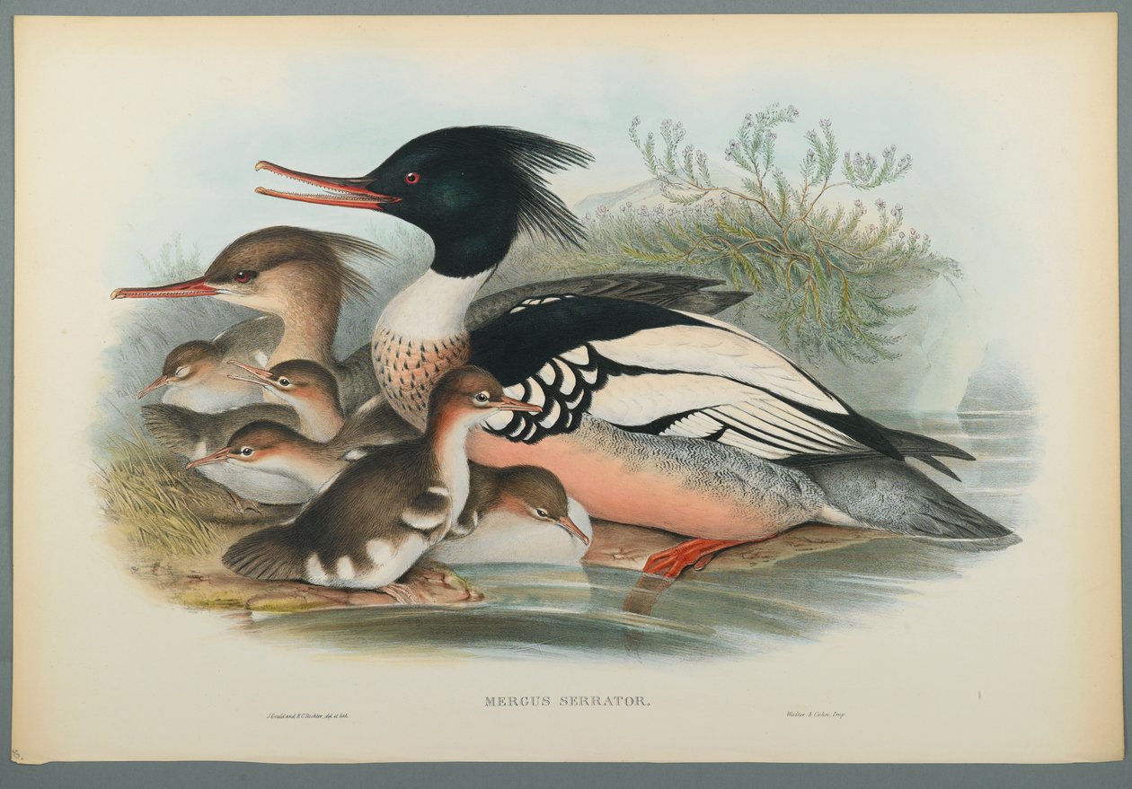 Mergus Serrator: Merganser (ليثو ملون على ورق منسوج) بواسطة جون جولد
