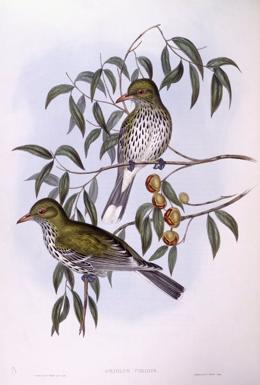 صفيحة ظهر زيتون (Oriolus sagittatus) ، نقش بواسطة جون جولد بواسطة جون جولد