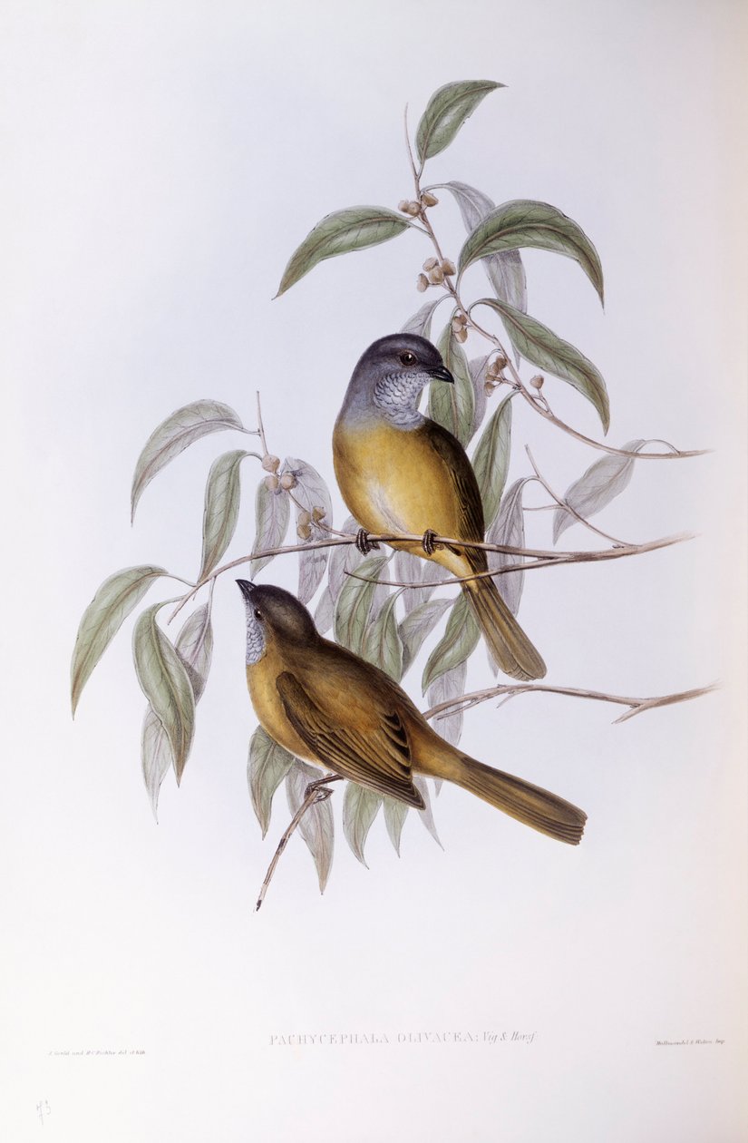 صافرة الزيتون (Pachycephala olivacea) ، نقش بواسطة John Gould بواسطة جون جولد