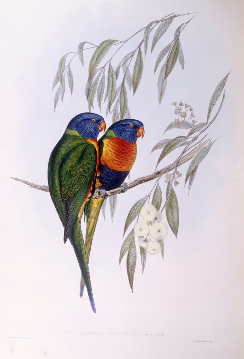 لوريكيت المزخرف (Trichoglossus ornatus) ، نقش جون جولد بواسطة جون جولد
