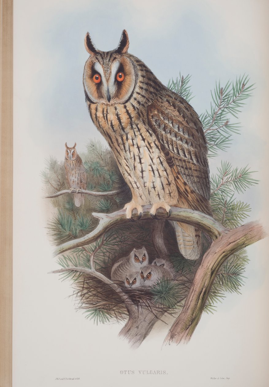 Otus Vulgaris ، لوحة من طيور بريطانيا العظمى جون جولد ، تم نشرها 1862-1873 (ليثو ملون باليد) بواسطة جون جولد