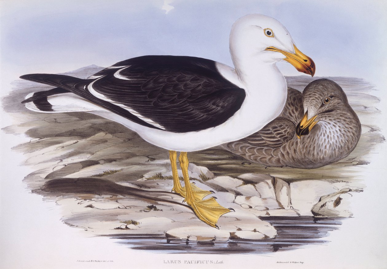 نورس المحيط الهادئ (Larus pacificus) ، نقش بواسطة جون جولد بواسطة جون جولد
