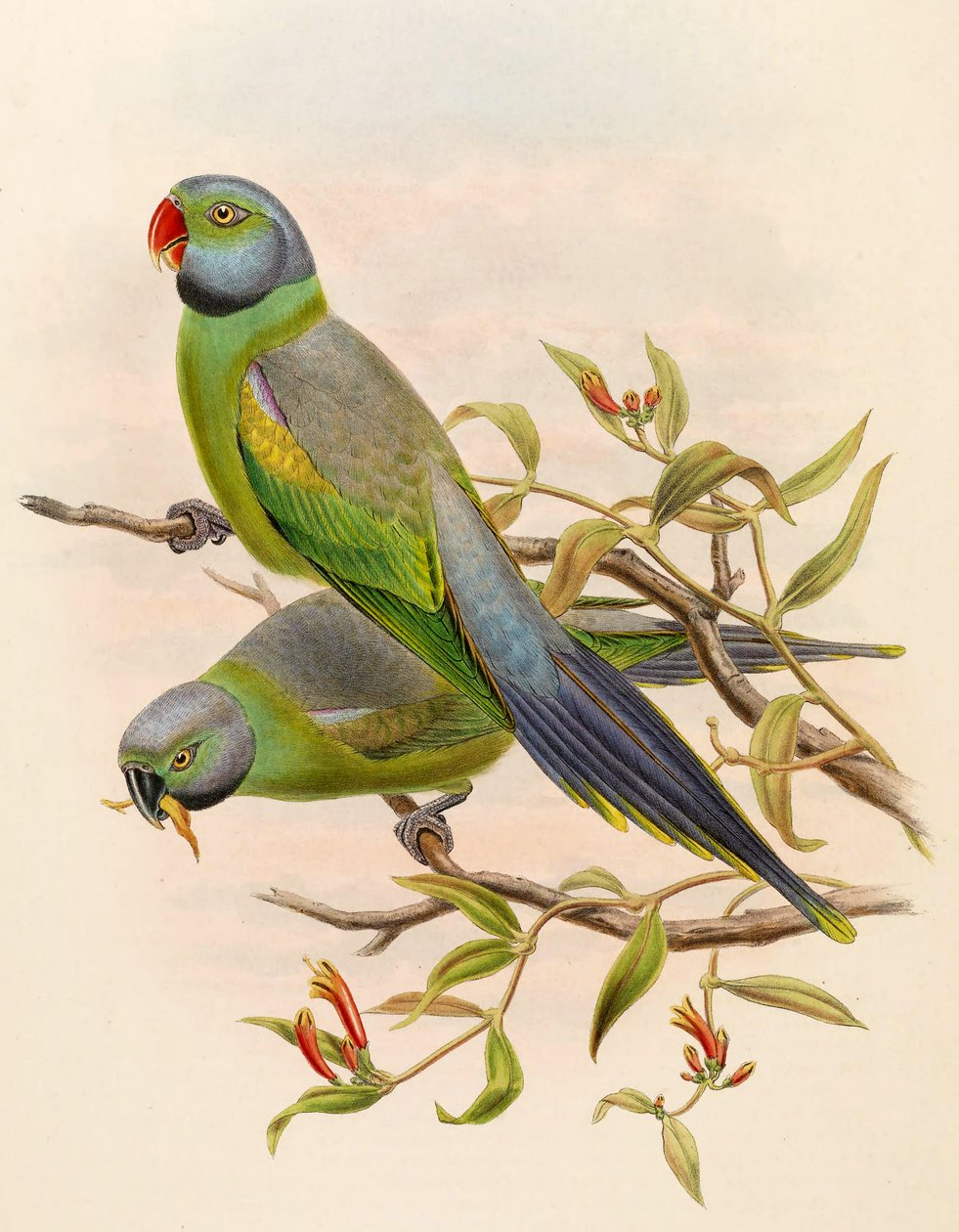 Palaeornis calthropae = Psittacula calthropae بواسطة جون جولد