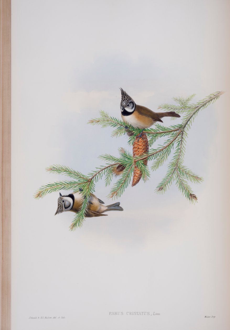 Parus Cristatus ، لوحة من طيور بريطانيا العظمى من قبل جون جولد ، تم نشرها 1862-1873 (ليثو ملون باليد) بواسطة جون جولد