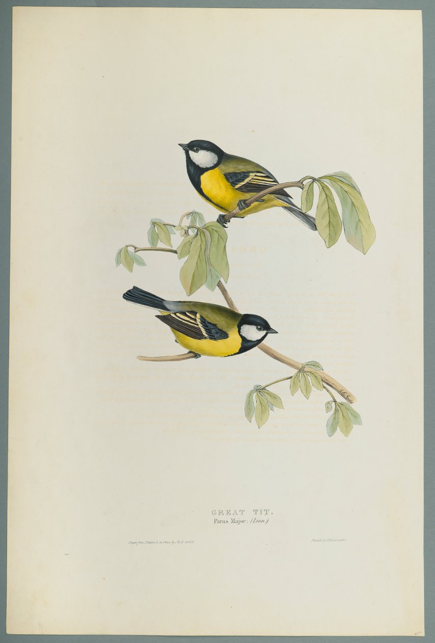 Parus Major: Great Tit (لون ليثو على ورق منسوج) بواسطة جون جولد