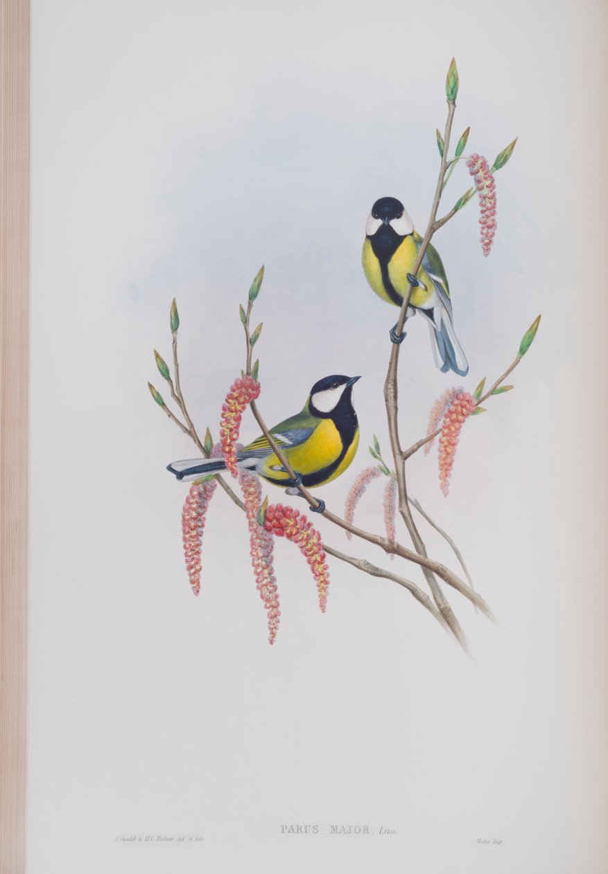 Parus Major ، لوحة من طيور بريطانيا العظمى بواسطة جون جولد ، تم نشرها 1862-1873 (ليثو ملون يدويًا) بواسطة جون جولد