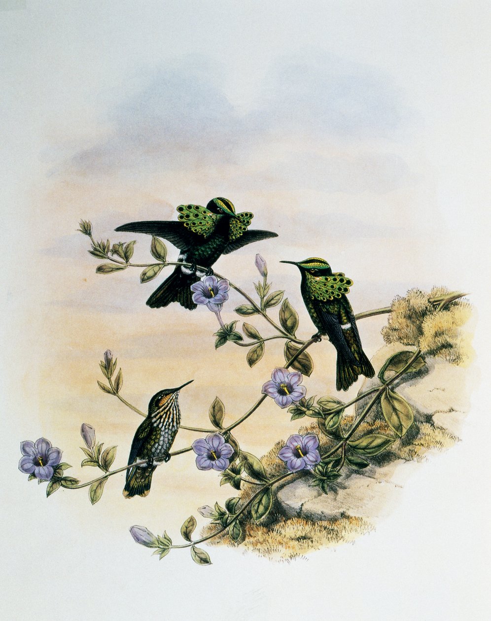 Peacock Coquette (Lophornis pavoninus), engraving from Monograph of Trochilidae or Humming Birds (1849-1861), by John Gould (1804-1881), United Kingdom بواسطة جون جولد