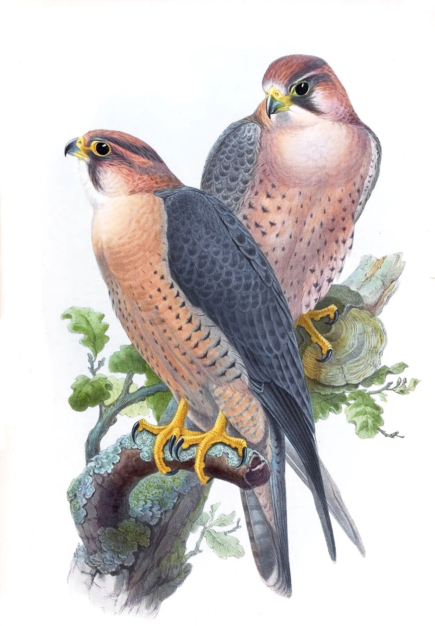 الشاهين الصقر ، (الصقر ذو الغطاء الأحمر) Falco peregrinus babylonicus Sclater بواسطة جون جولد