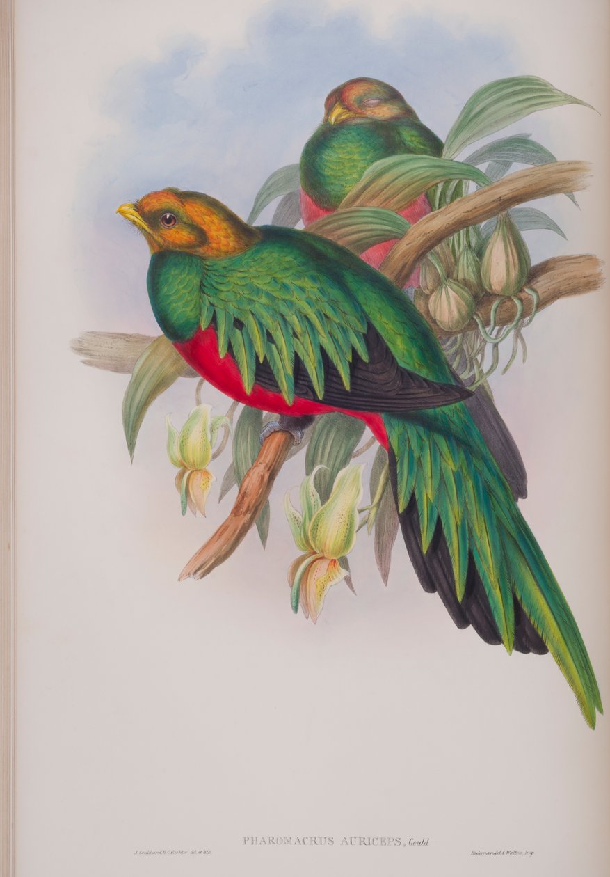 Pharomacrus Auriceps ، لوحة من طيور بريطانيا العظمى من قبل جون جولد ، نشرت 1862-1873 (ليثو ملون باليد) بواسطة جون جولد