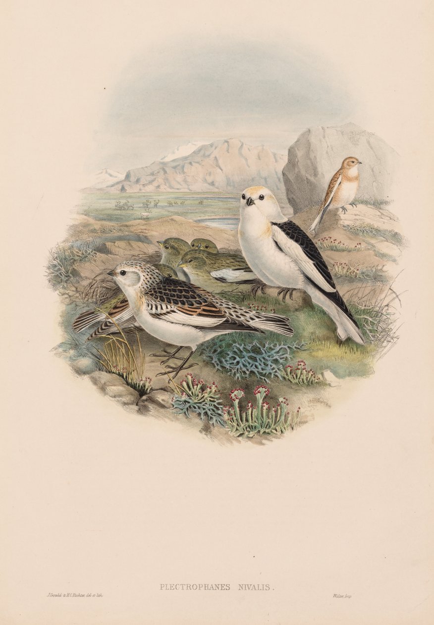 Plestrophanes Nivalis بواسطة جون جولد