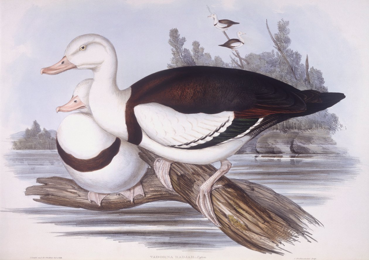 Radjah shelduck (Tadorna radjah) ، نقش لجون جولد بواسطة جون جولد