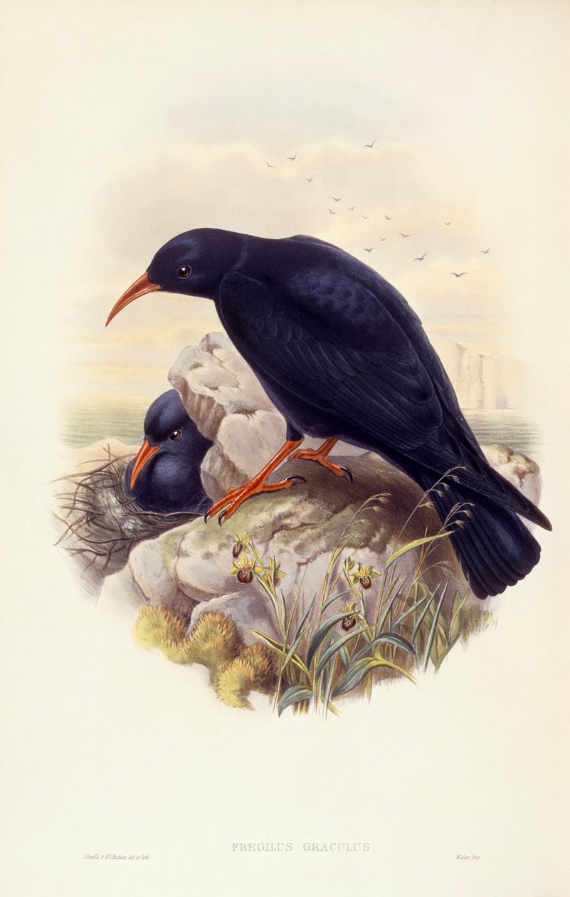 chough ذو المنقار الأحمر (Pyrrhocorax pyrrhocorax) ، نقش بواسطة John Gould بواسطة جون جولد