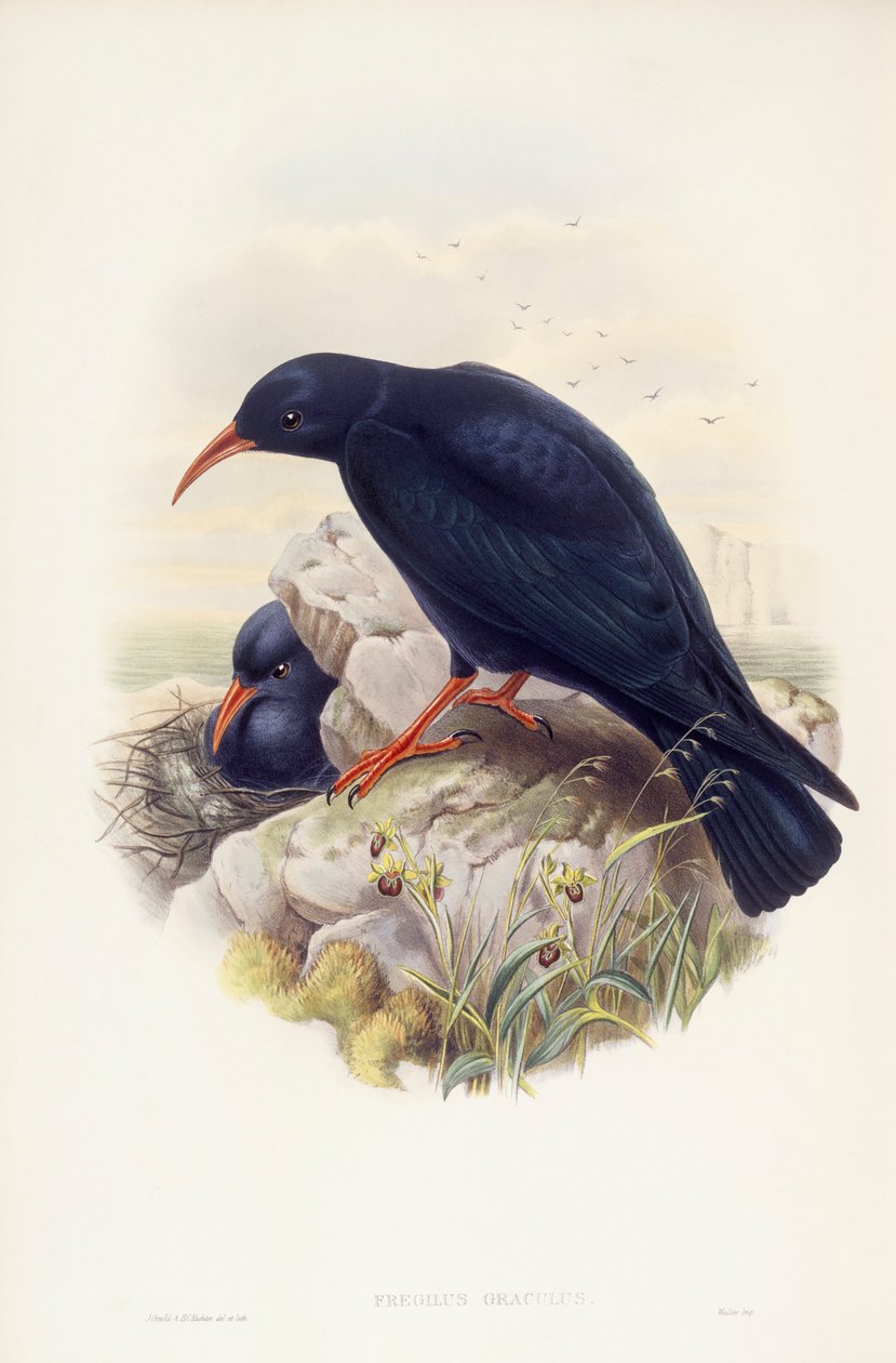 chough ذو المنقار الأحمر (Pyrrhocorax pyrrhocorax) ، نقش بواسطة John Gould بواسطة جون جولد