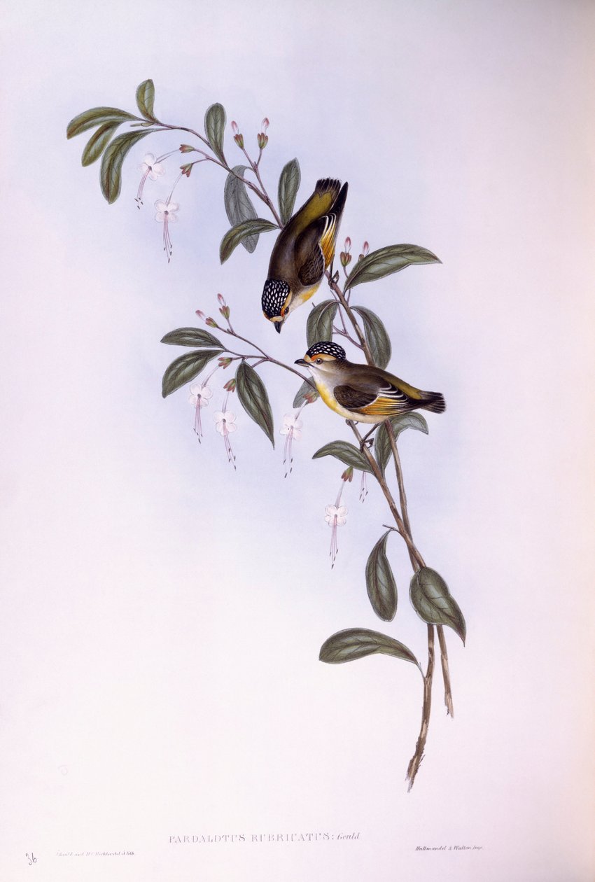 pardalote أحمر الحاجب (Pardalotus rubricatus) ، نقش بواسطة جون جولد بواسطة جون جولد