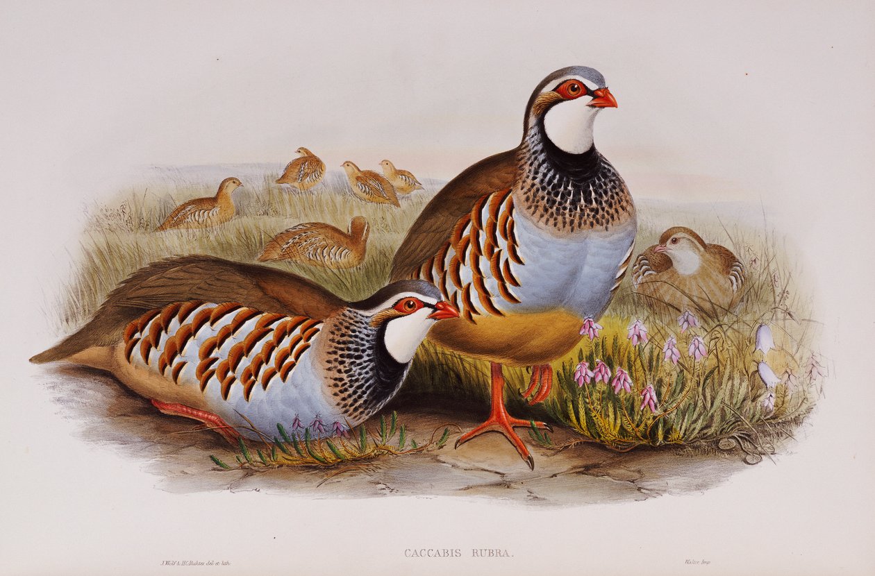 طيور ذات أرجل حمراء ، 1862-1873 بواسطة جون جولد