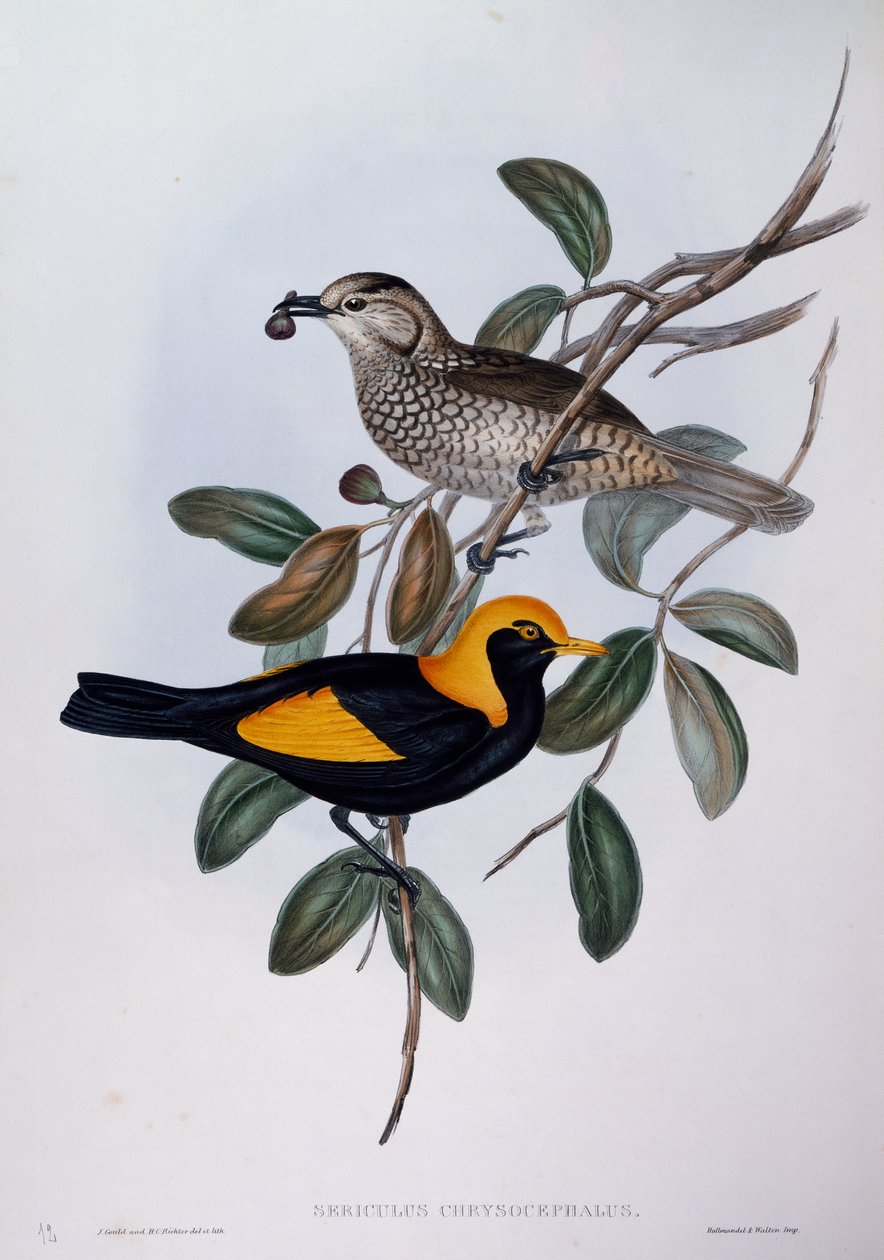 Regent Bowerbird (Sericulus chrysocephalus) ، نقش من Birds of Australia بواسطة جون جولد