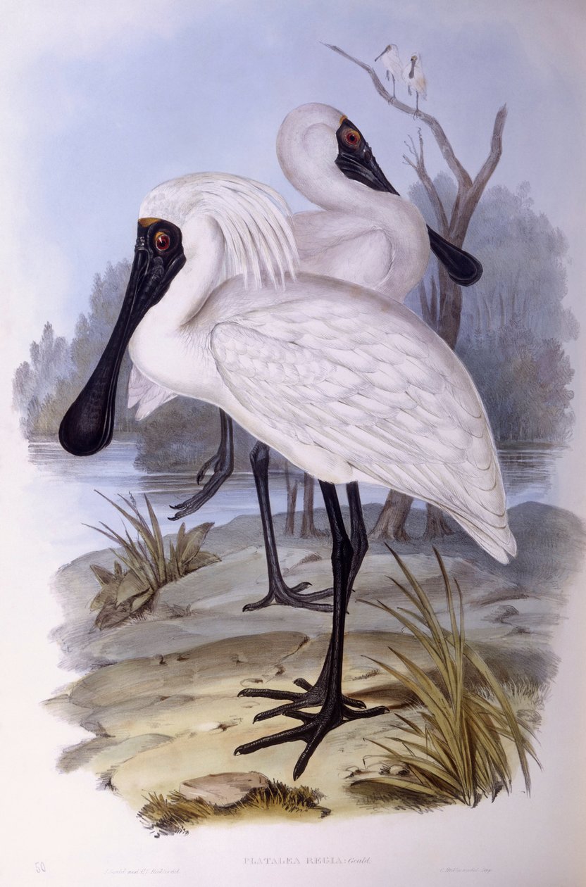 منقار الملعقة الملكي (Platalea regia) ، نقش بواسطة جون جولد بواسطة جون جولد