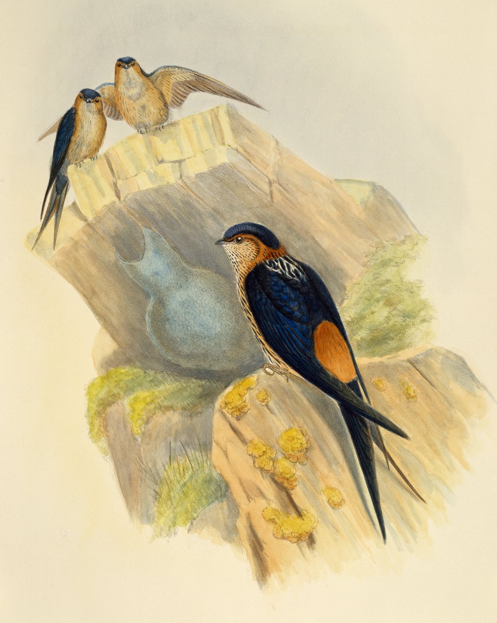 Rufous-bellied Swallow (Hirundo daurica) ، نقش بواسطة John Gould (1804-1881) ، المملكة المتحدة بواسطة جون جولد