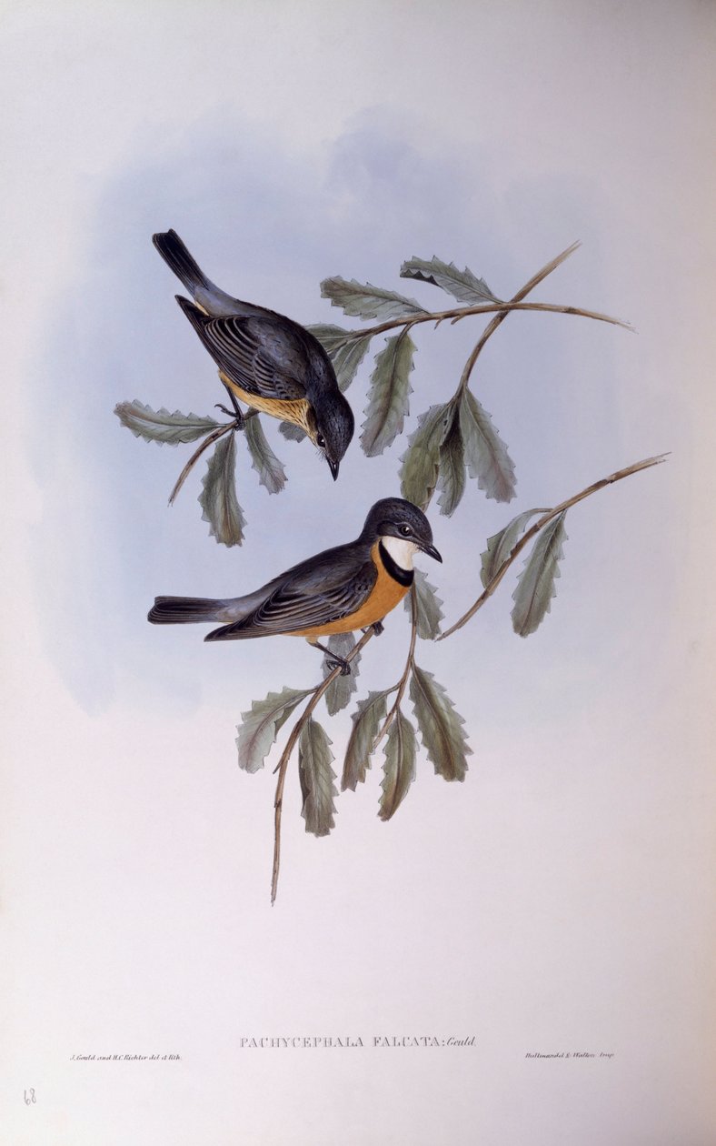 روفوس ويسلر (Pachycephala rufiventris) ، نقش جون جولد بواسطة جون جولد