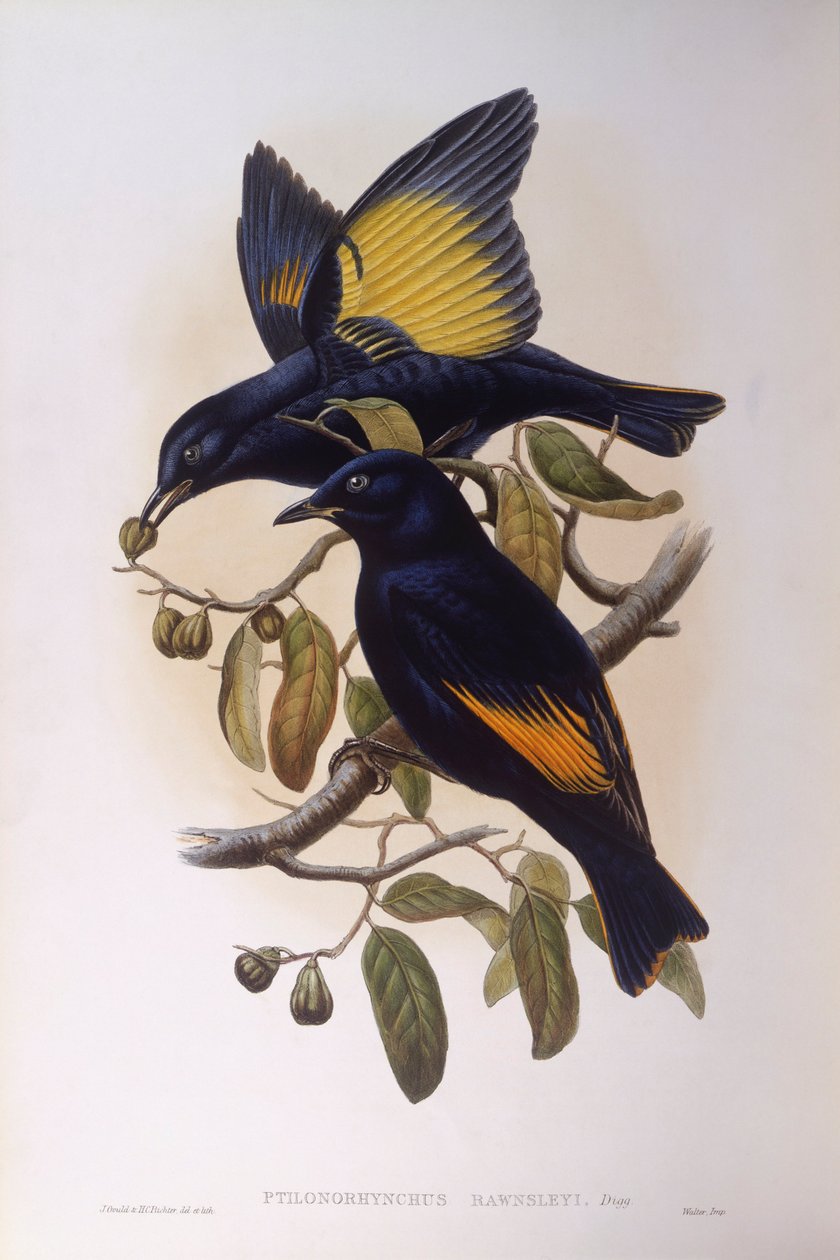طائر التعريشة الساتان (Ptilonorhynchus violaceus) ، نقش بواسطة جون جولد بواسطة جون جولد