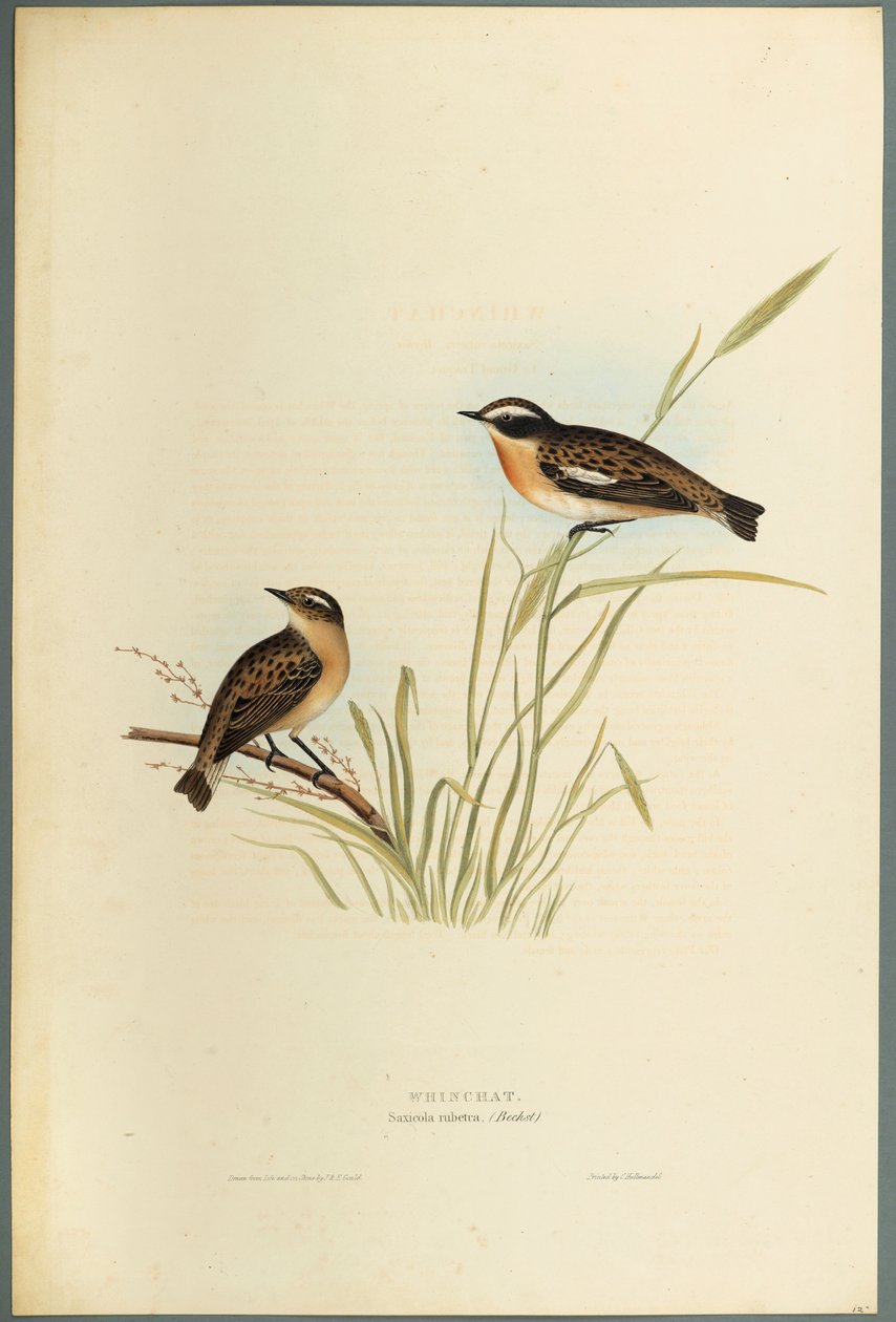 Saxicola Rubetra - Whinchat (لون ليثو على ورق منسوج) بواسطة جون جولد
