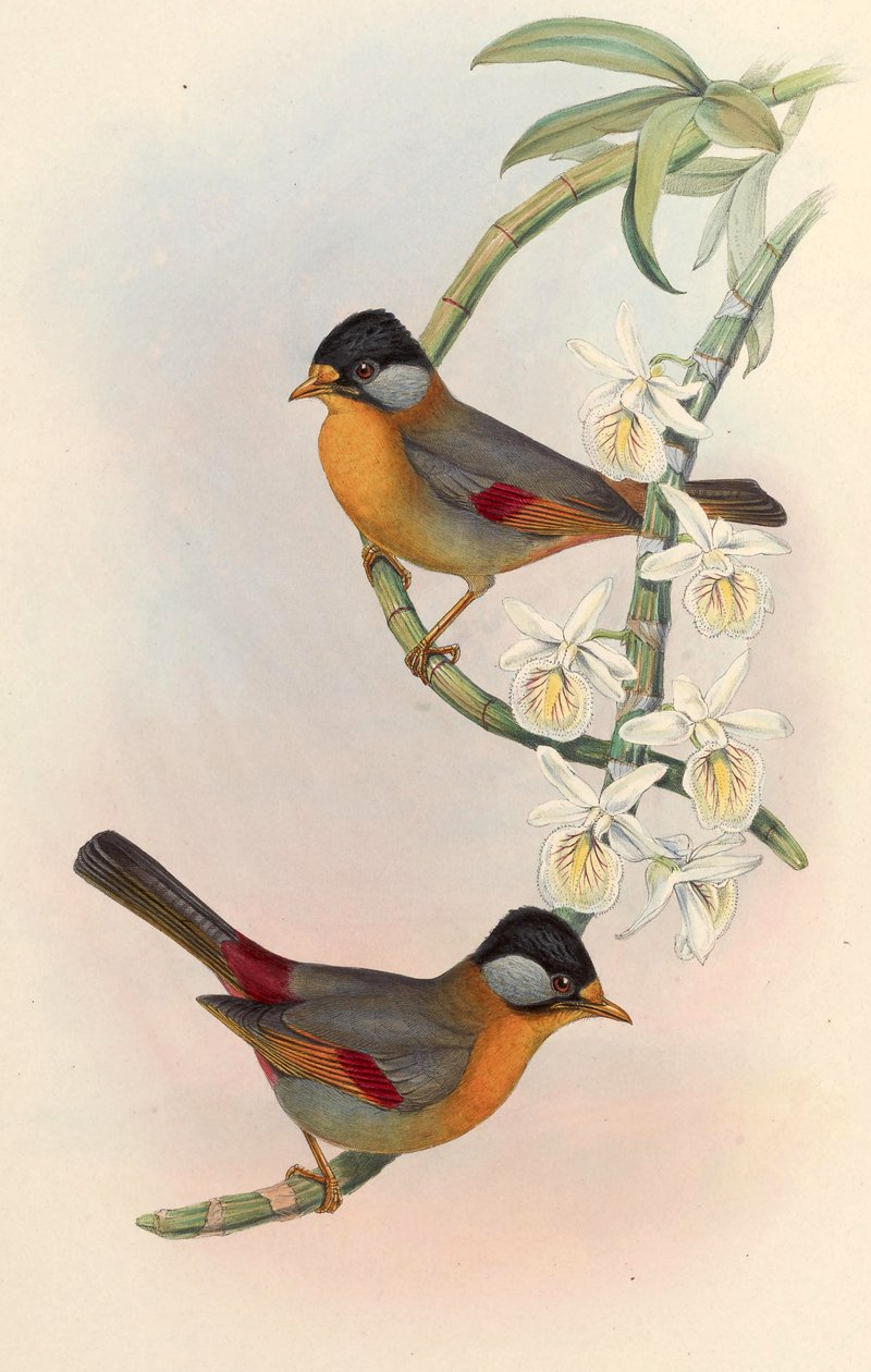 ميسيا ذو أذنين فضية (Leiothrix ذو أذنين فضية) Leiothrix argentauris (هودجسون) بواسطة جون جولد