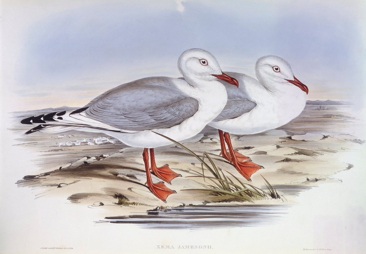 نورس فضي (Larus novaehollandiae) ، نقش بواسطة جون جولد بواسطة جون جولد