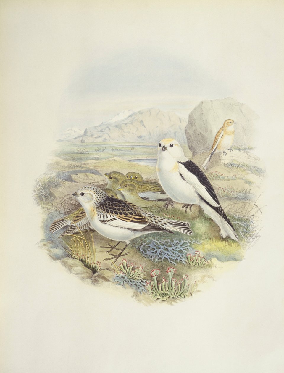 درسة الثلج (Plectrophenax nivalis) ، رسم توضيحي بواسطة جون جولد