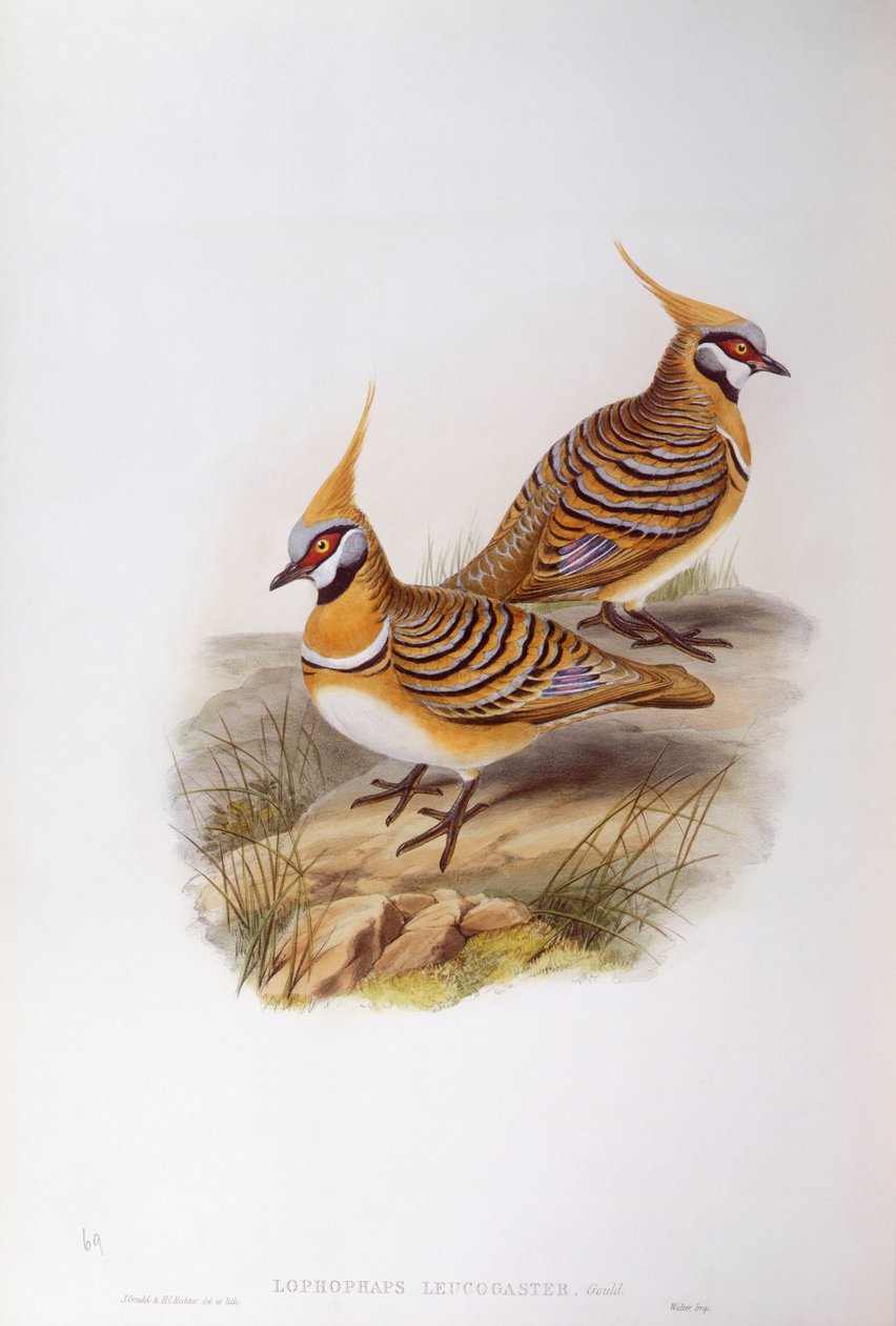 حمامة Spinifex (Lophophaps أو Geophaps plumifera leucogaster) ، نقش بواسطة John Gould بواسطة جون جولد