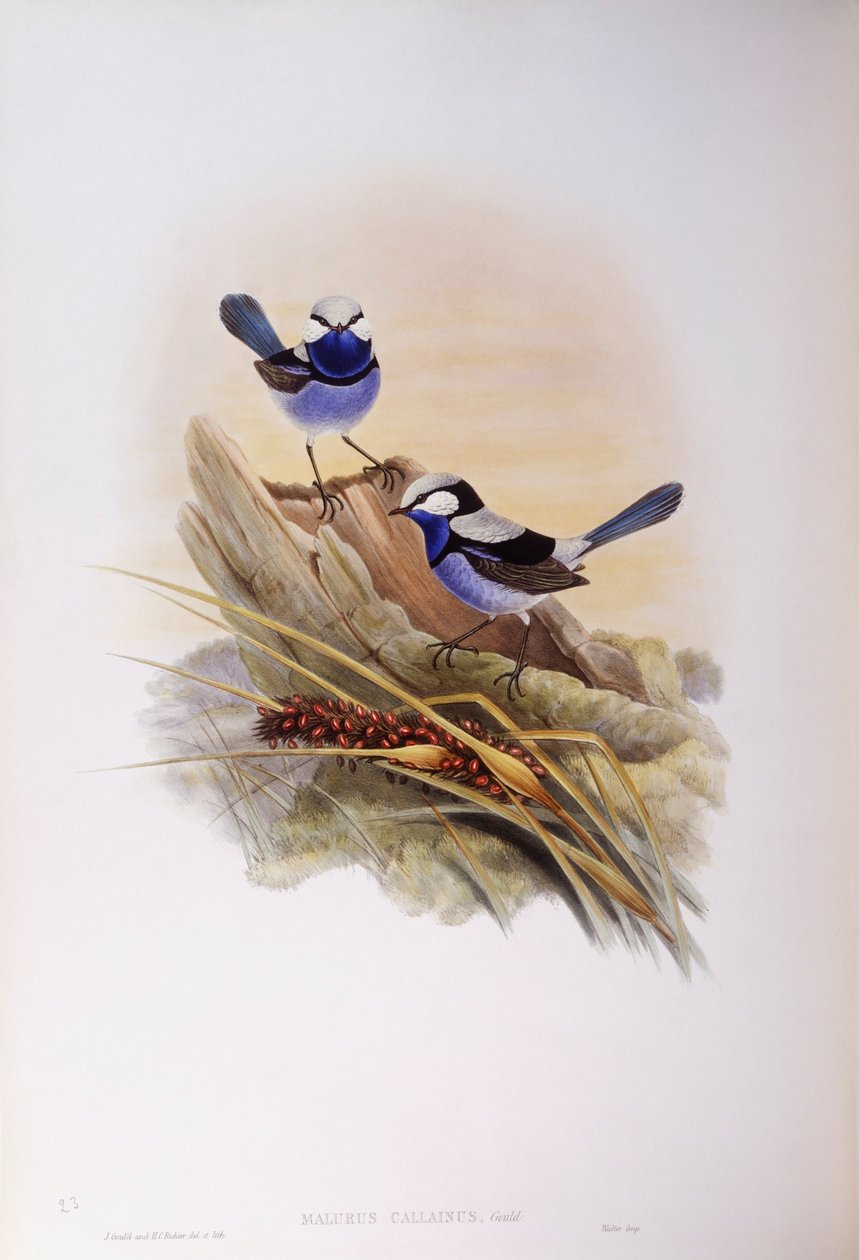 الجنيات الرائعة (Malurus splendens) ، نقش جون جولد بواسطة جون جولد