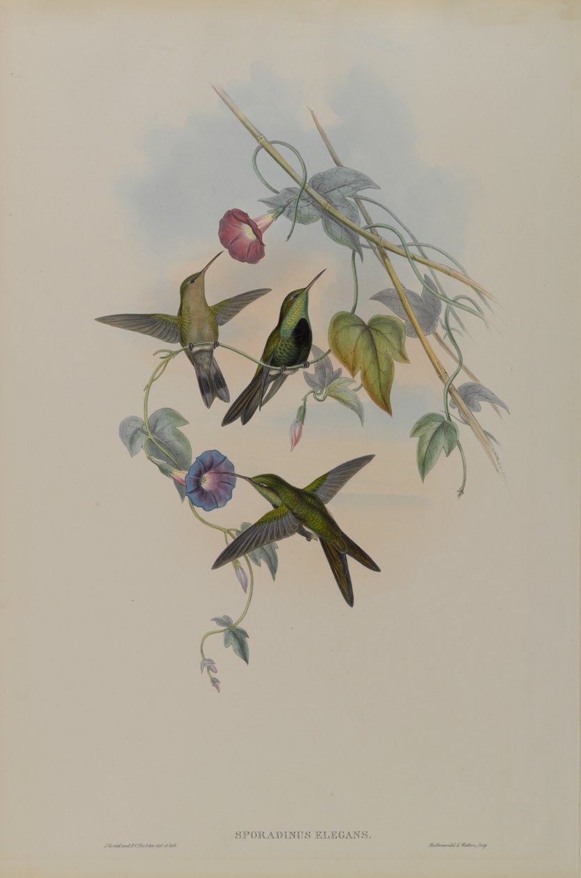 Sporadinus Elegans: St. Domingo Humming Bird بواسطة جون جولد