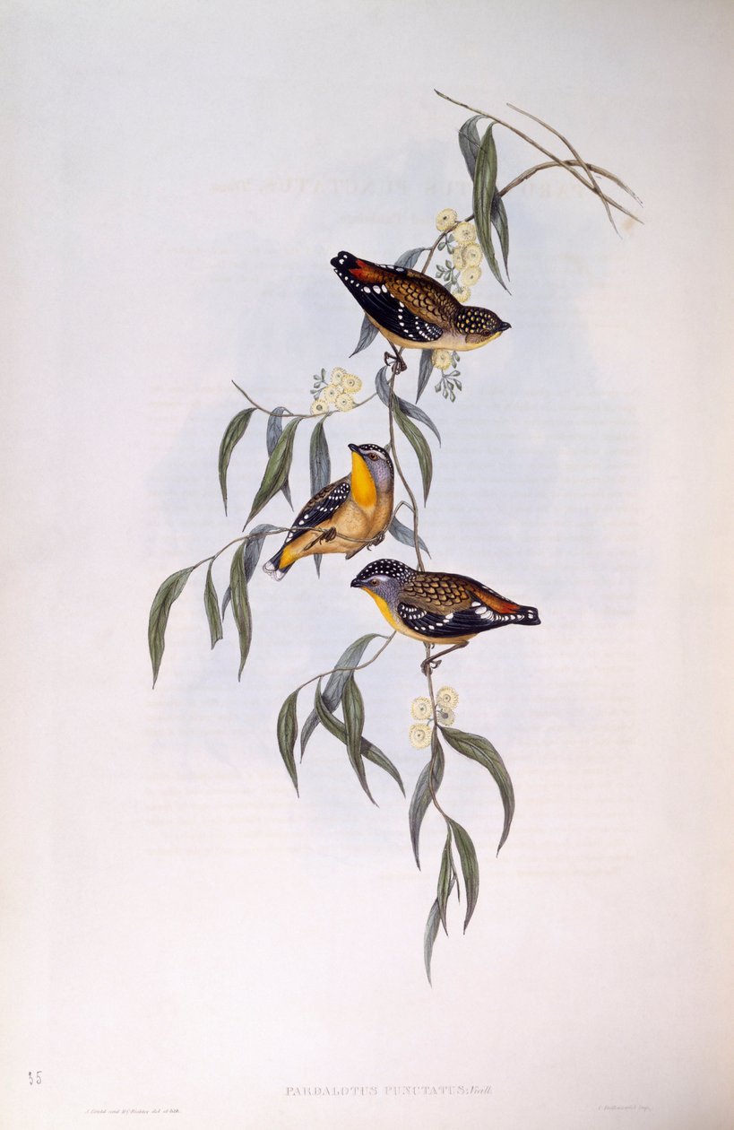 pardalote المرقط (Pardalotus punctatus) ، نقش جون جولد بواسطة جون جولد