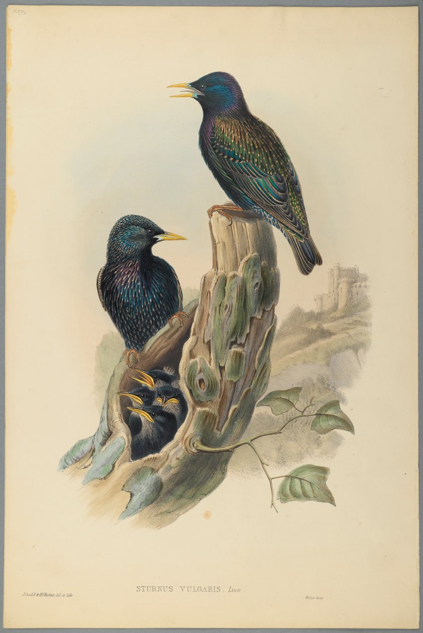 زرزور: Sturnus Vulgaris (لين) (ليثو ملون على ورق منسوج) بواسطة جون جولد