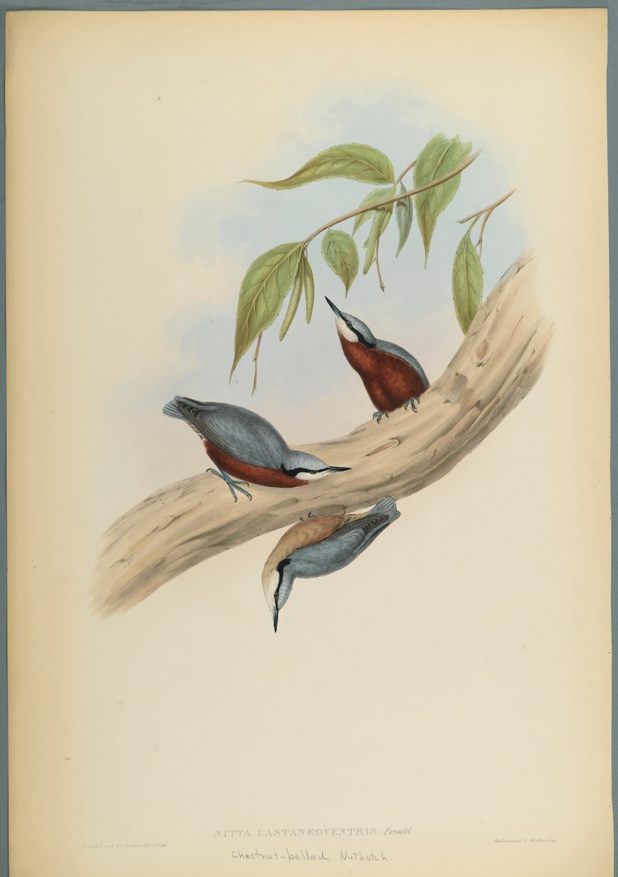 ستيلا Castaneoventris ، Nuthatch كستنائي-بطن (ليثو ملون على ورق منسوج) بواسطة جون جولد