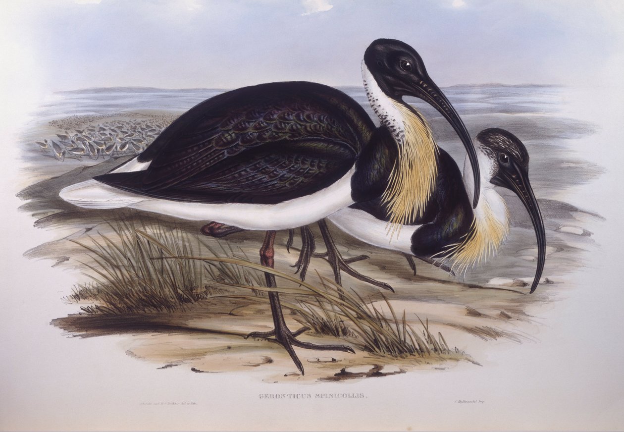 أبو منجل ذو عنق قش (Threskiornis spinicollis) ، نقش بواسطة جون جولد بواسطة جون جولد