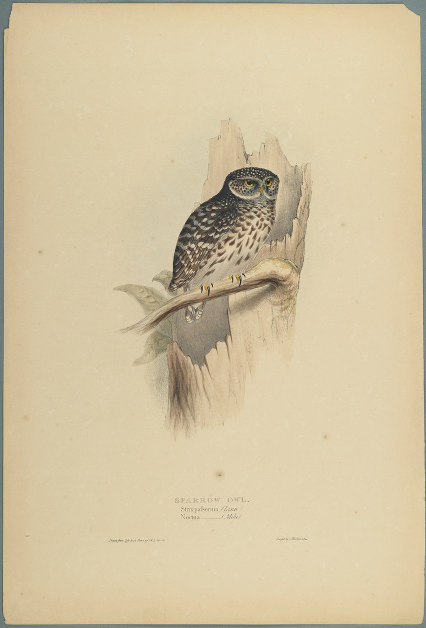 Strix Pafsernia - Noctua (ليثو ملون على ورق منسوج) بواسطة جون جولد