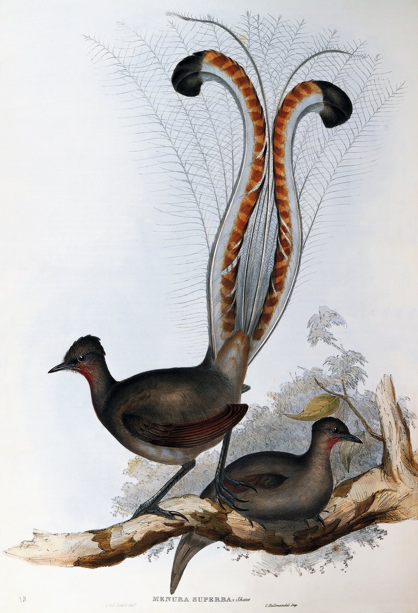 رائع Lyrebird بواسطة جون جولد