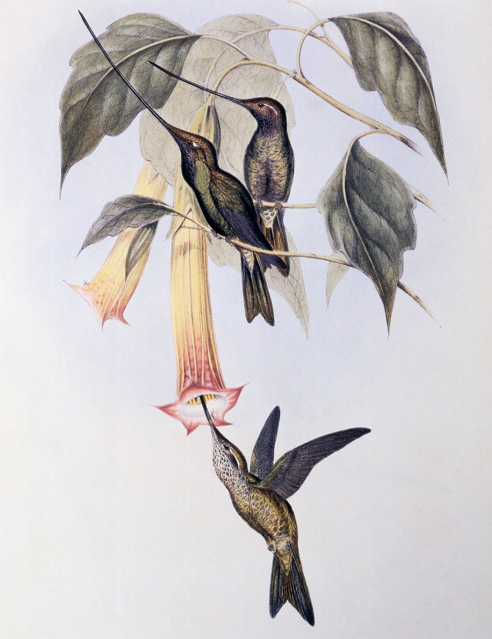 الطائر الطنان ذو المنقار السيف (Docimastes ensiferus) بواسطة جون جولد