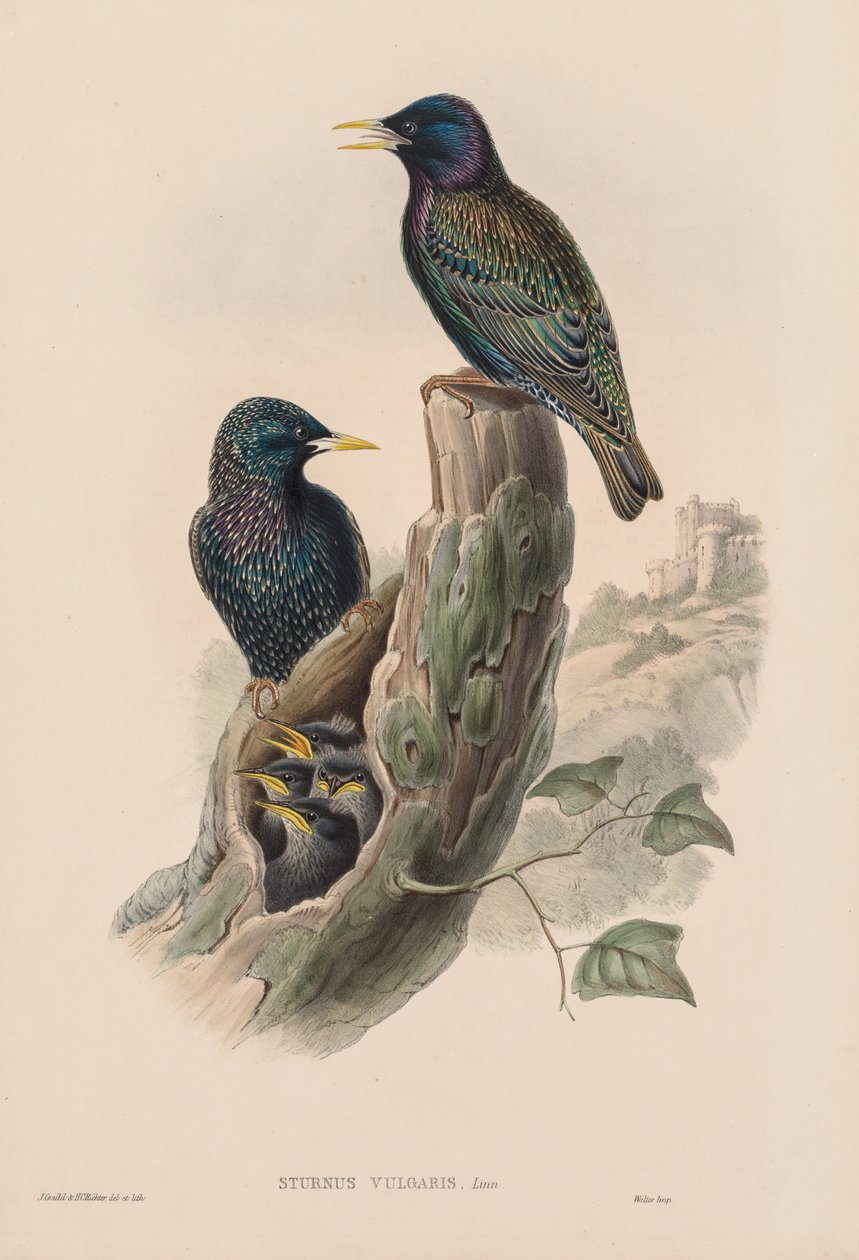 طيور بريطانيا العظمى: Sturnur vulgaris. بواسطة جون جولد