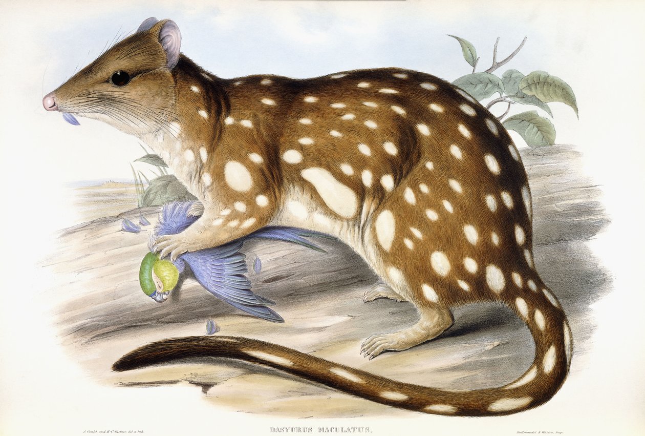Tiger Quoll بواسطة جون جولد