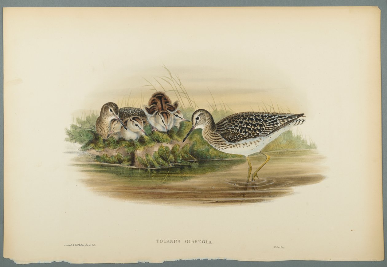 Totanus Glareola - Sandpiper (لون ليثو على ورق منسوج) بواسطة جون جولد