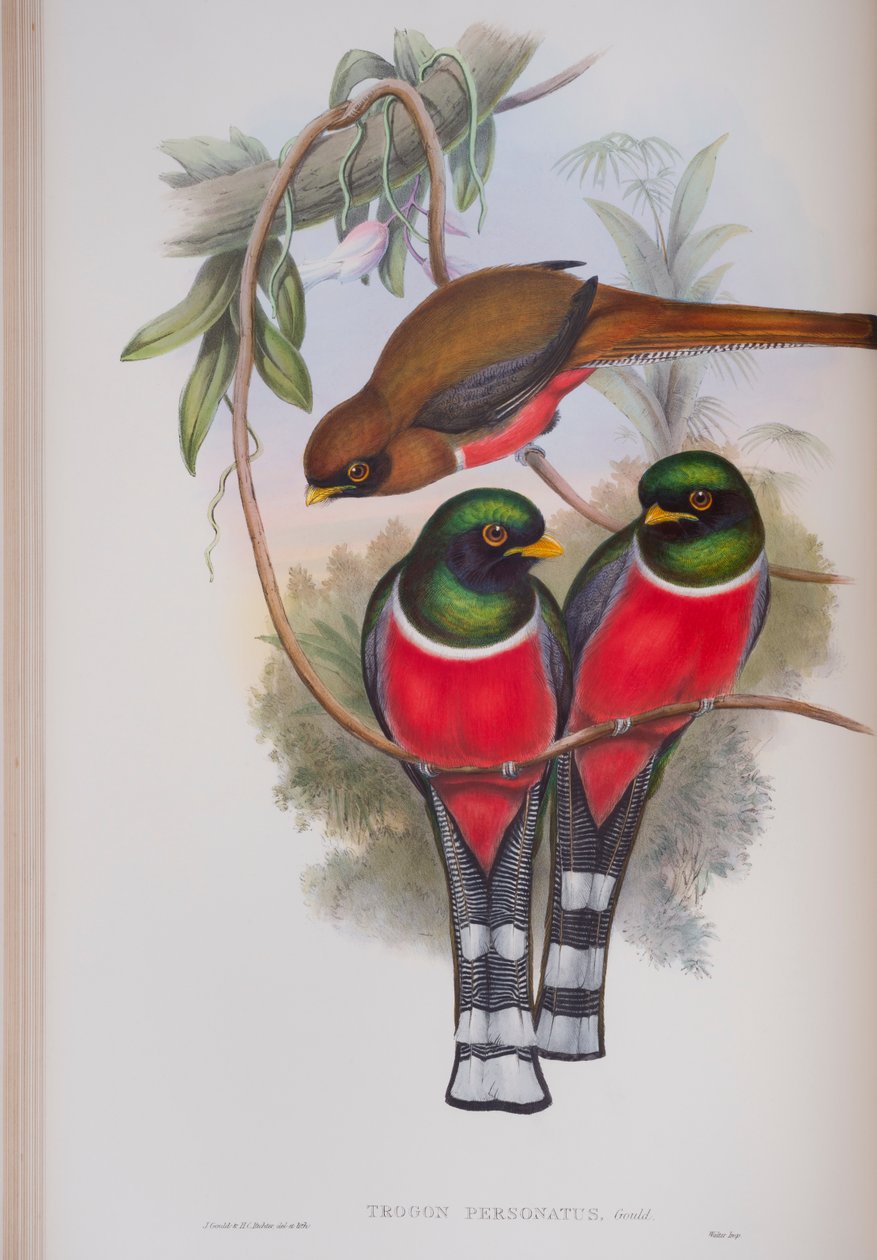 Trogon Personatus ، لوحة من طيور بريطانيا العظمى جون جولد ، تم نشرها 1862-1873 (ليثو ملون باليد) بواسطة جون جولد