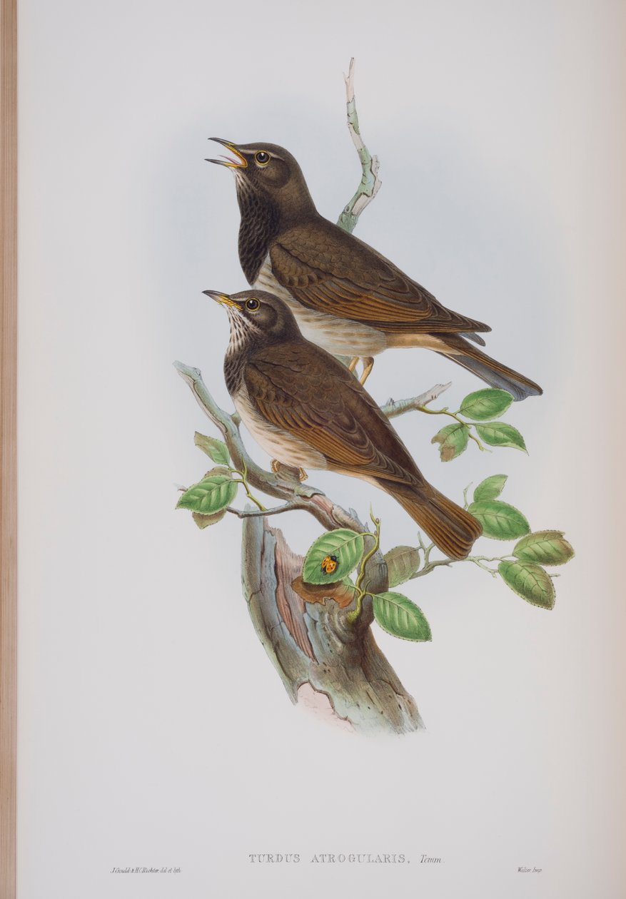 Turdis Atrogularis ، لوحة من طيور بريطانيا العظمى من قبل جون جولد ، نشرت 1862-1873 (ليثو ملون باليد) بواسطة جون جولد
