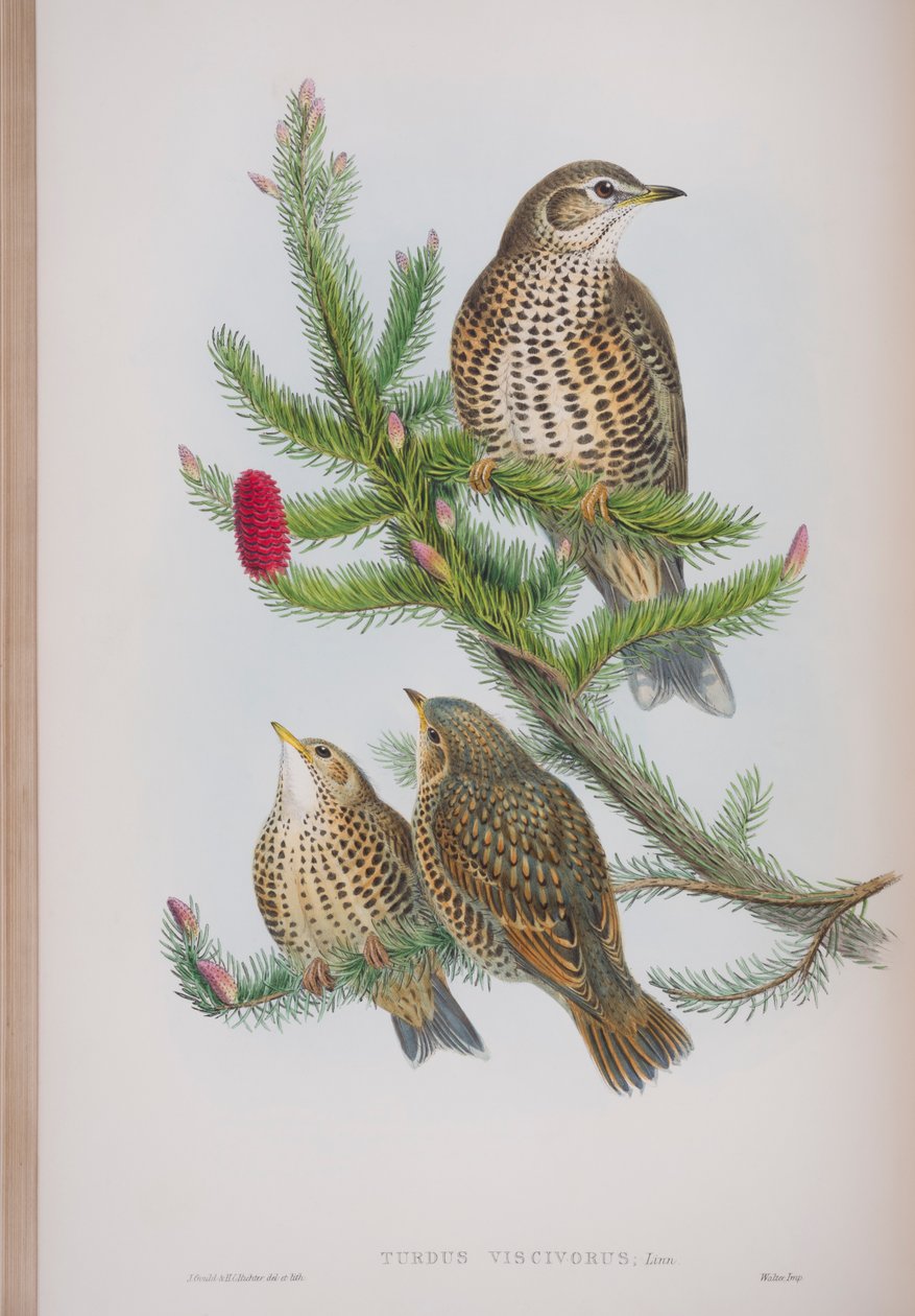 Turdus Viscivorus ، لوحة من طيور بريطانيا العظمى بواسطة جون جولد ، تم نشرها 1862-1873 (ليثو ملون يدويًا) بواسطة جون جولد