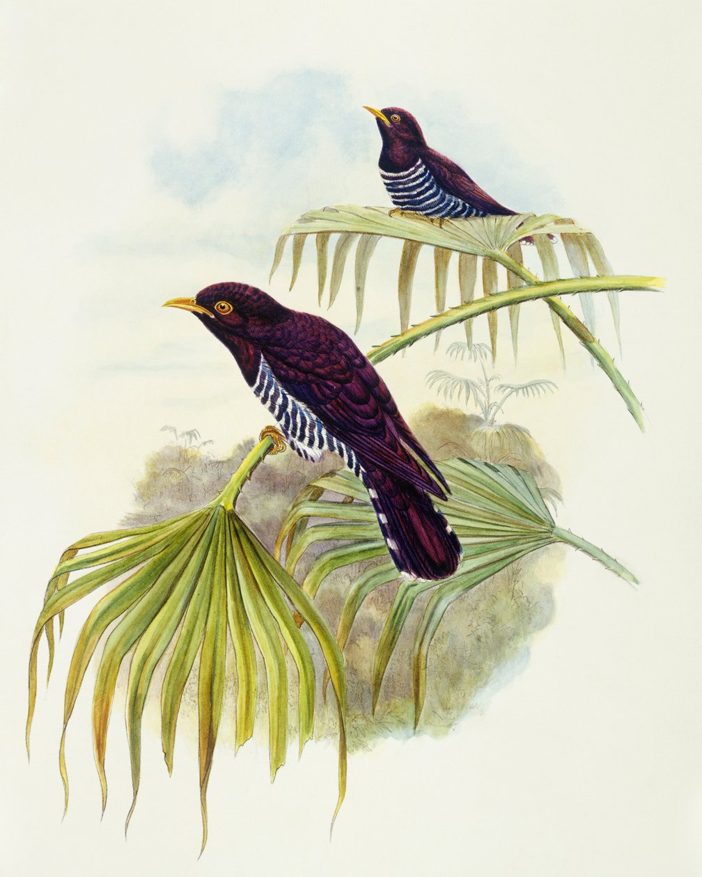 الوقواق البنفسجي (Chrysococcyx xanthorhynchus) ، نقش بواسطة جون جولد بواسطة جون جولد